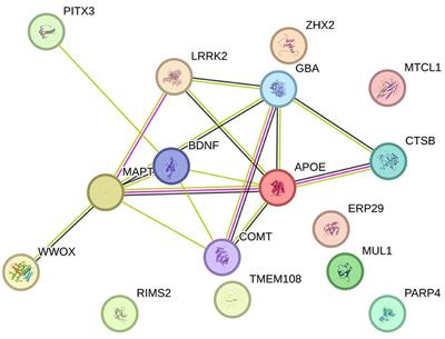 Genetic background of cognitive decline in Parkinson's disease